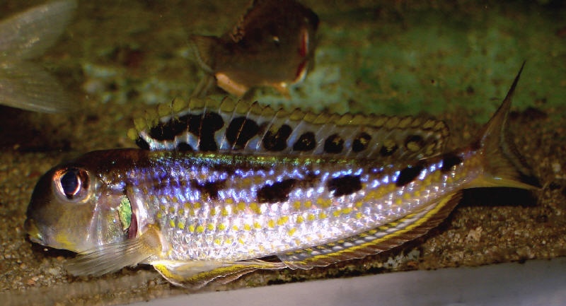 Xenotilapia singularis 'Mzuri'